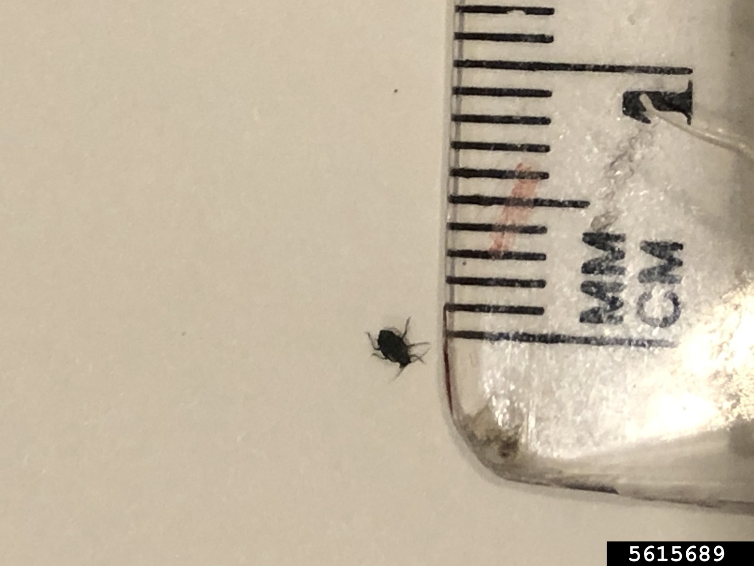 garlic mustard aphid (Lipaphis alliariae)