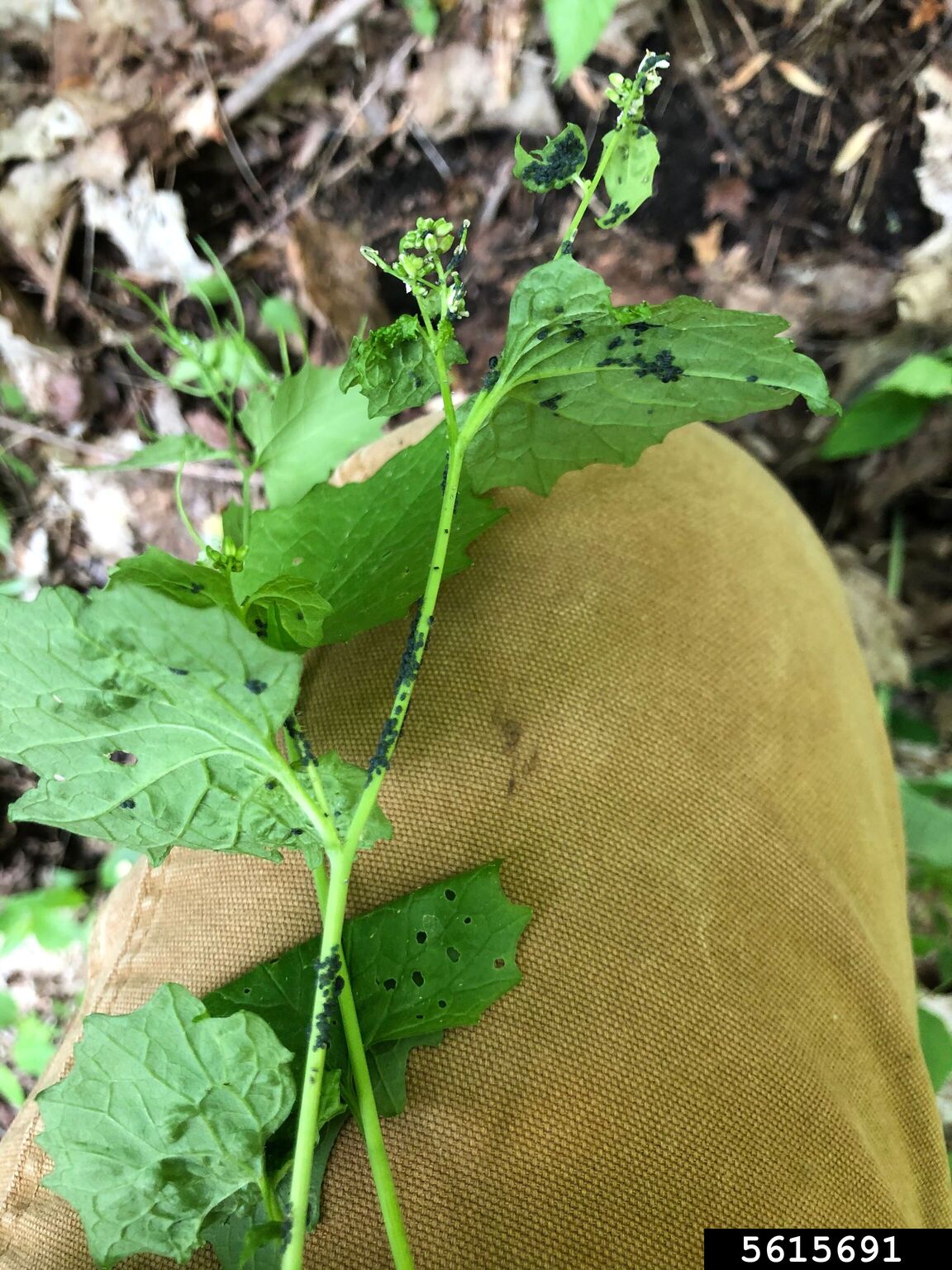 garlic mustard aphid (Lipaphis alliariae)
