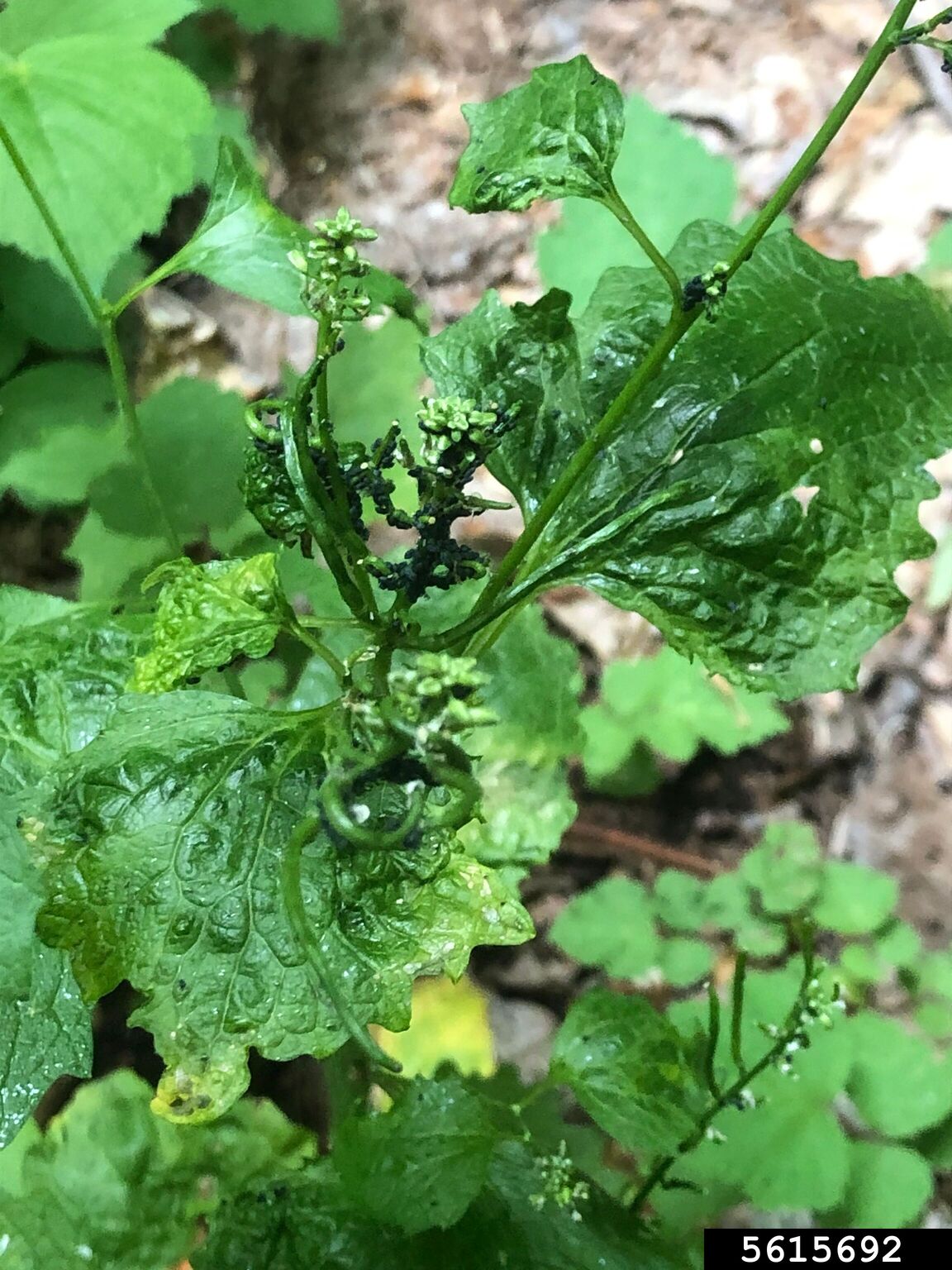 garlic mustard aphid (Lipaphis alliariae)