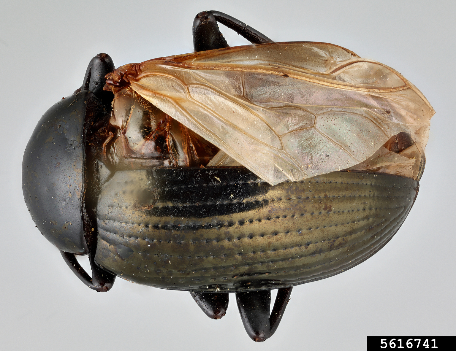 Darkling Beetle Amarygmus Morio Photo Inspiration
