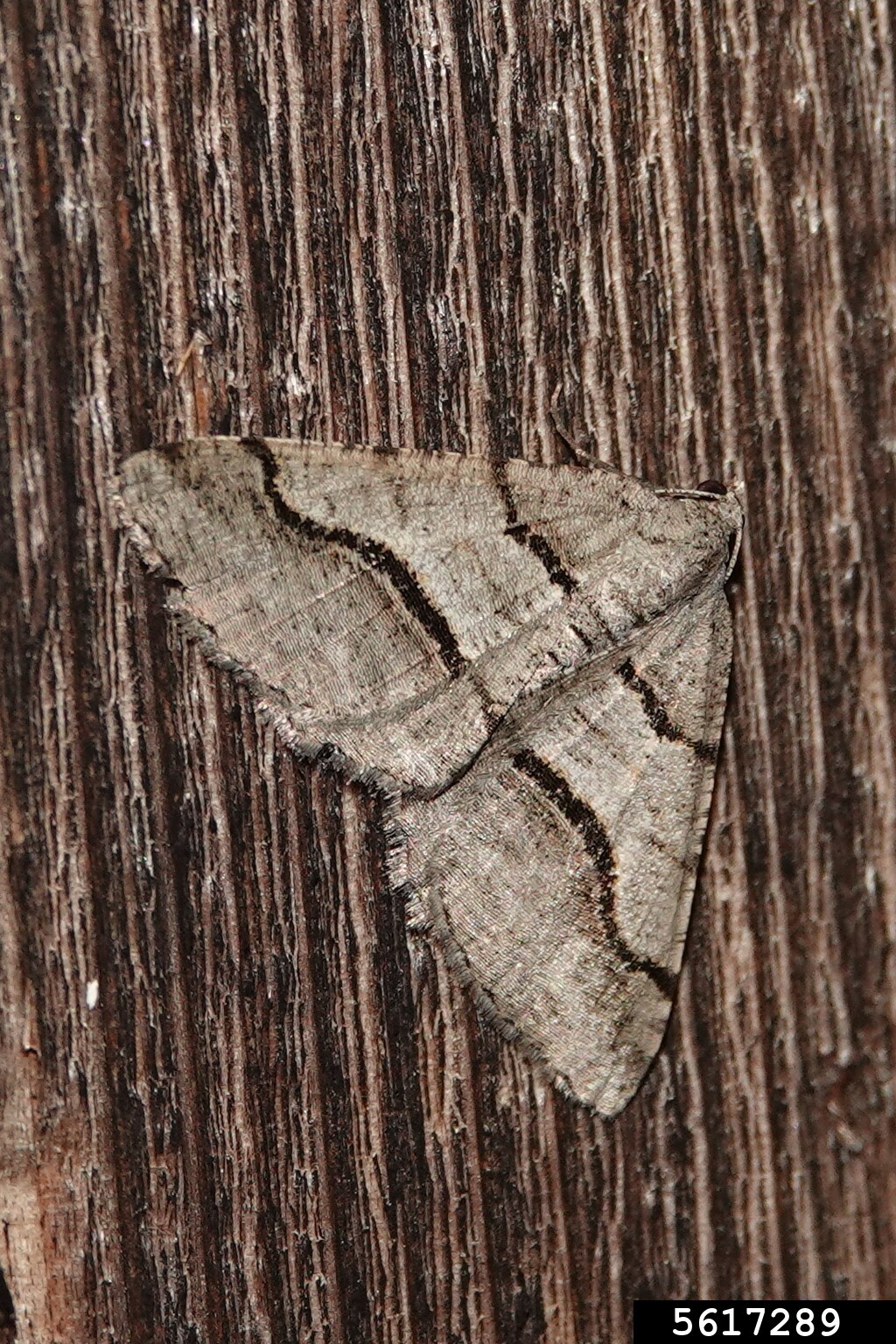 Geometrid moth (Digrammia continuata (Walker))