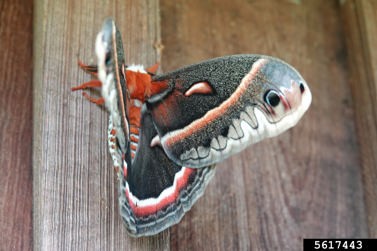 cecropia moth (Hyalophora cecropia)