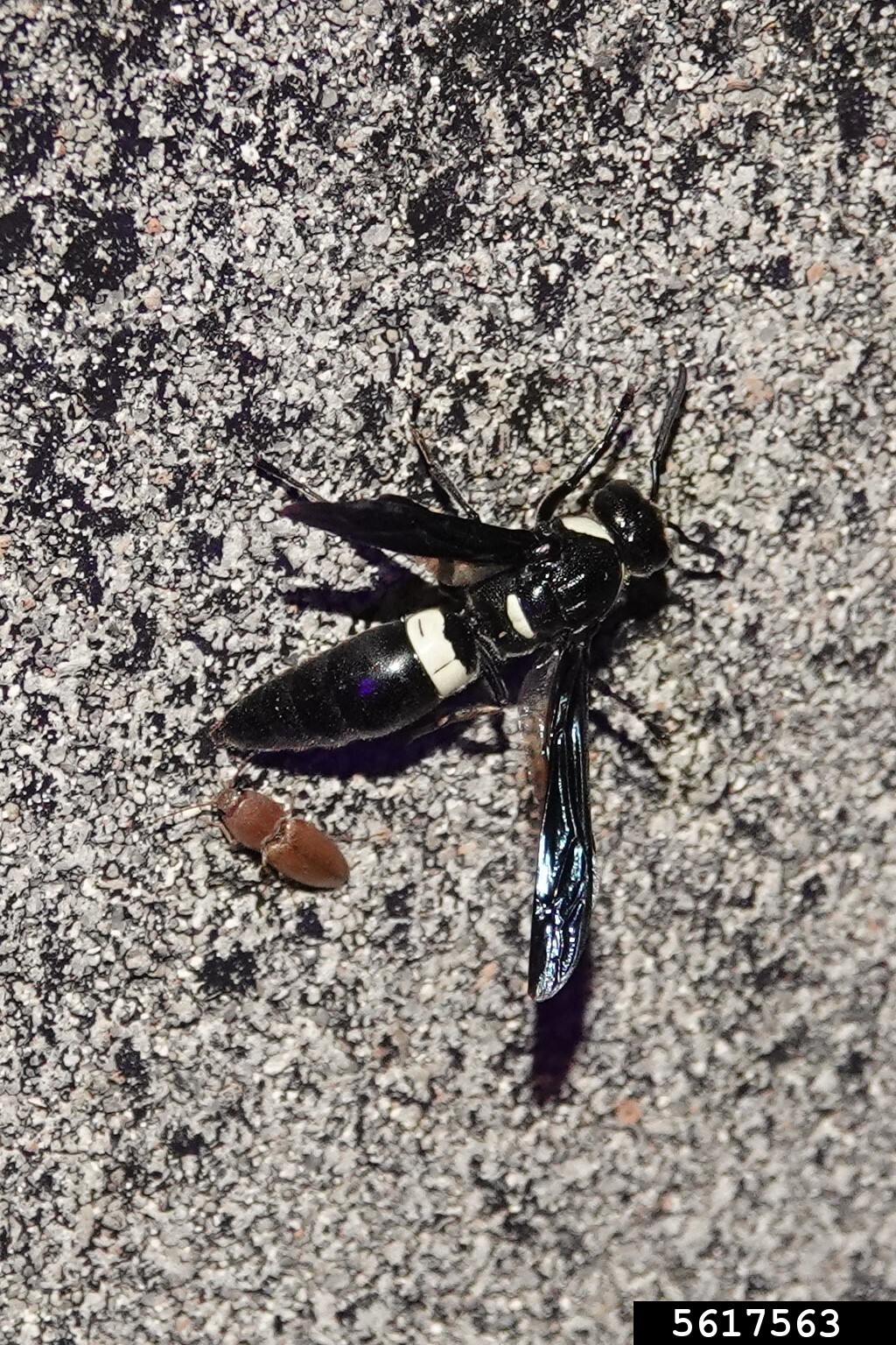 carpenter wasp (Monobia quadridens)