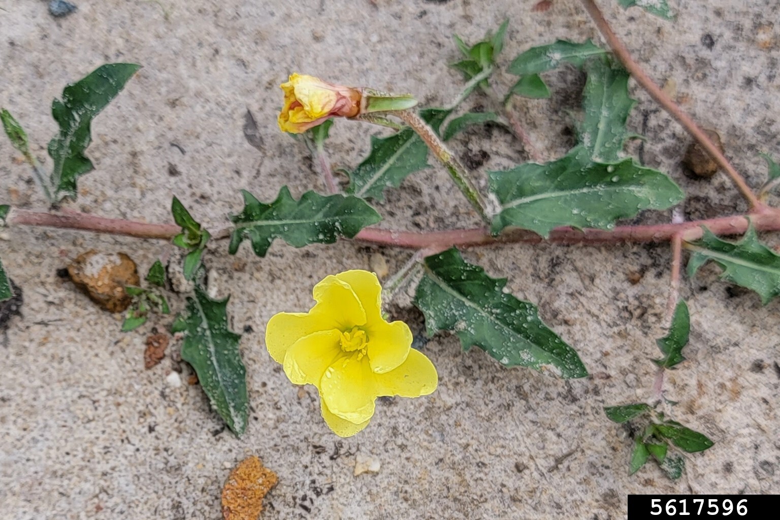 cutleaf eveningprimrose (Oenothera laciniata)