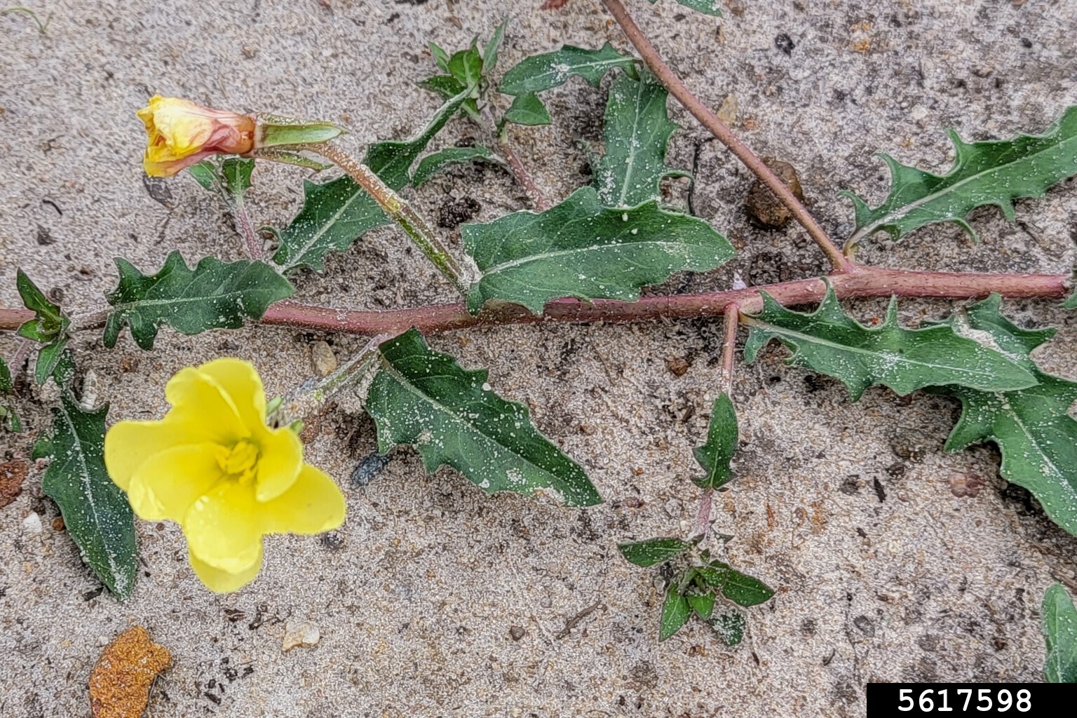 cutleaf eveningprimrose (Oenothera laciniata)