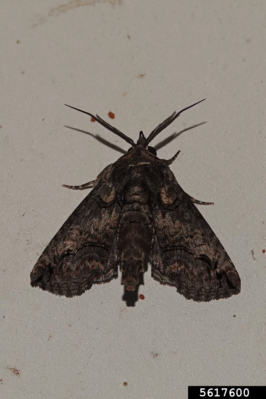 sweetgum defoliator (Paectes abrostoloides (Guenée))