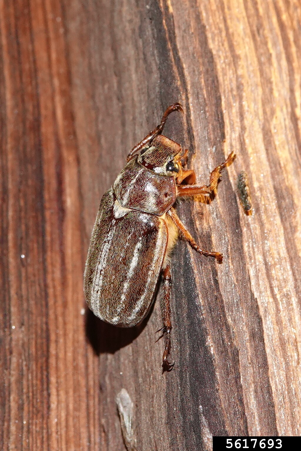 lined-june-beetle-polyphylla-occidentalis-coleoptera-scarabaeidae