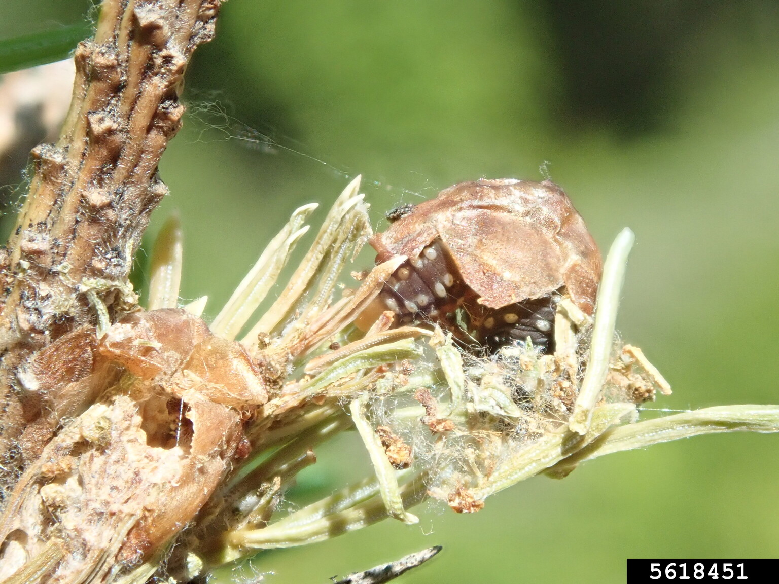 spruce budworm (Choristoneura fumiferana (Clemens))