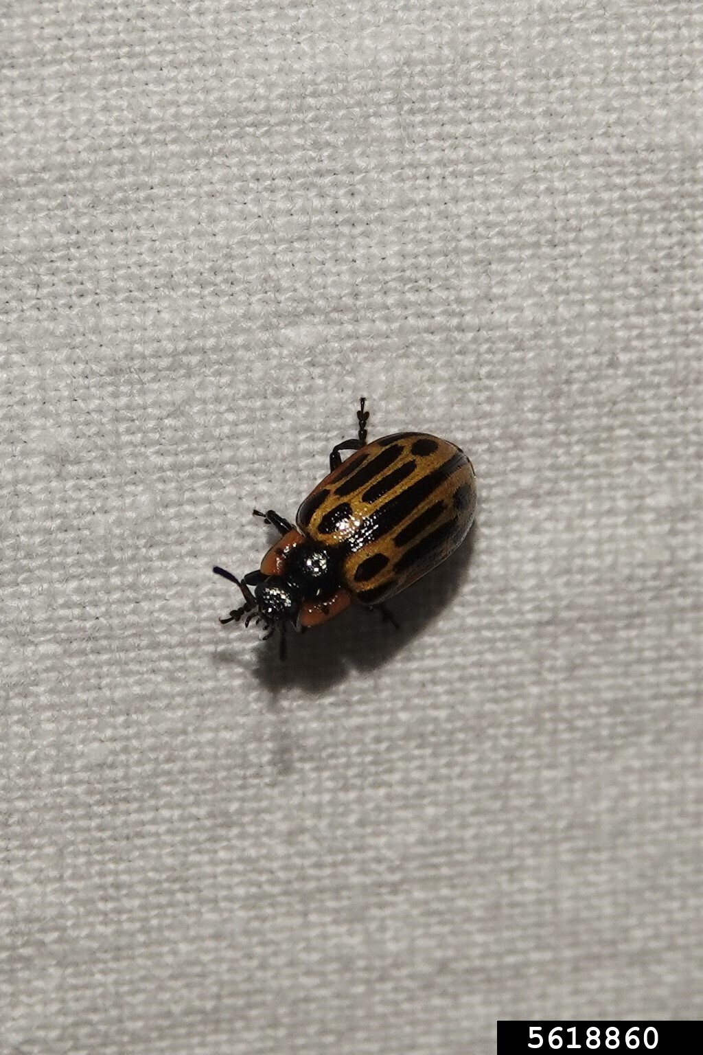 cottonwood leaf beetle (Chrysomela scripta)