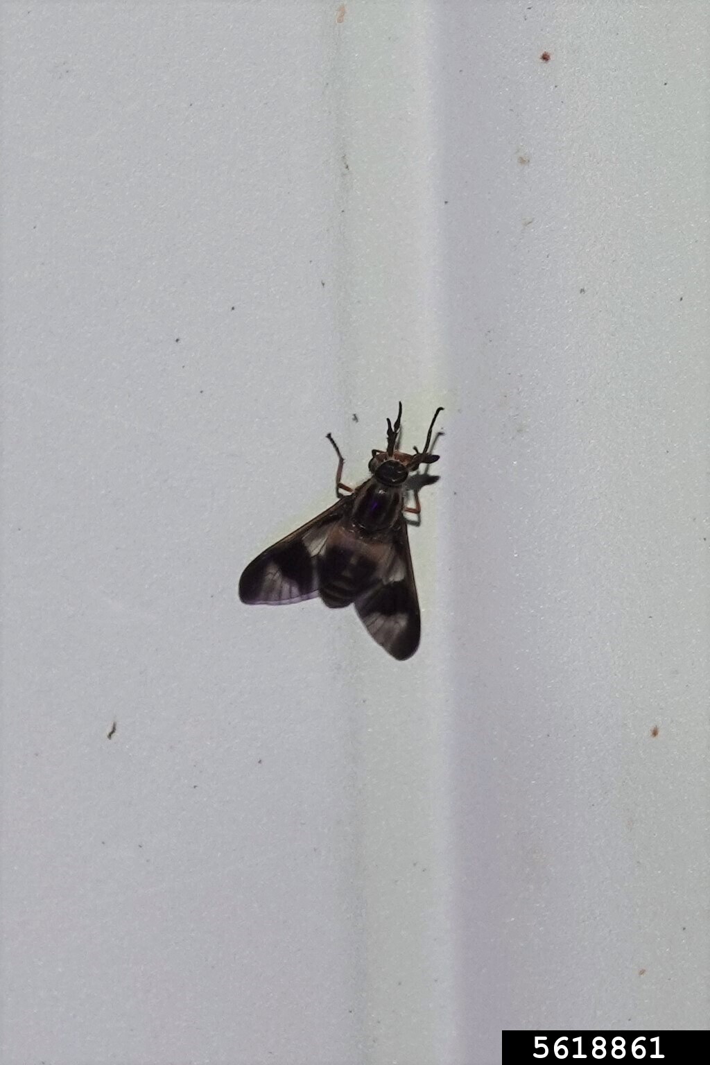 deer flies (Genus Chrysops)