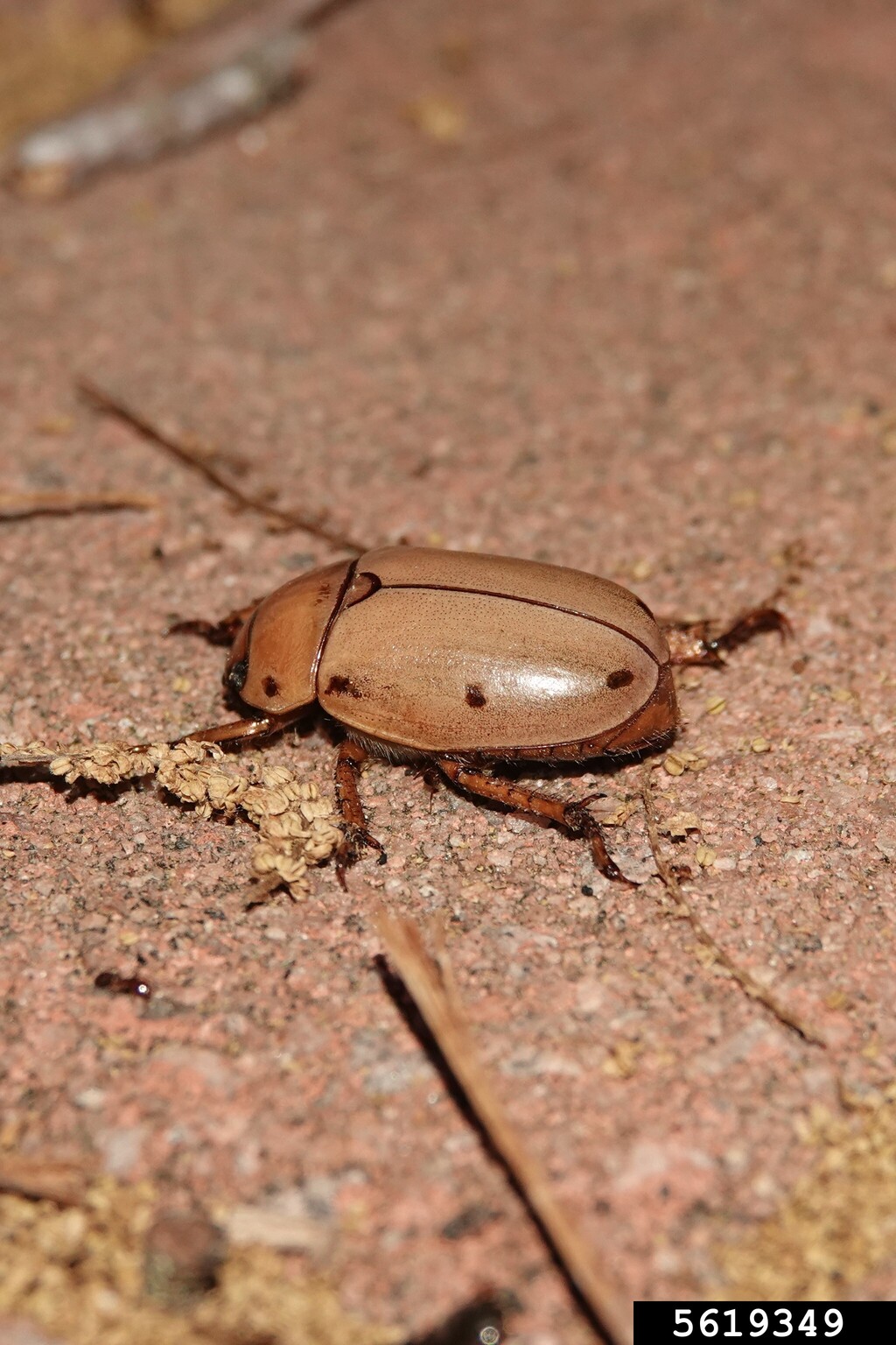grapevine beetle (Pelidnota punctata)