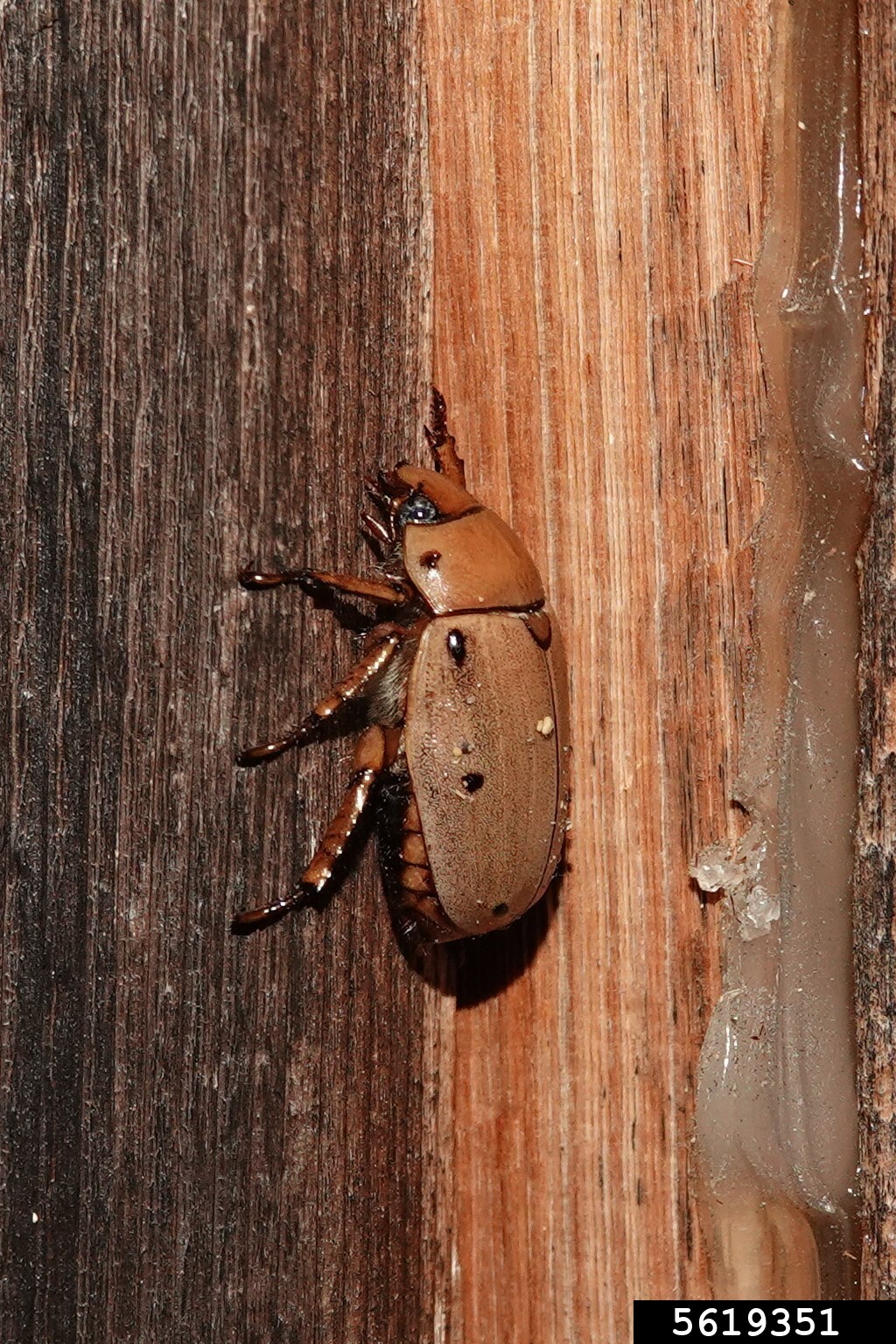 grapevine beetle (Pelidnota punctata)