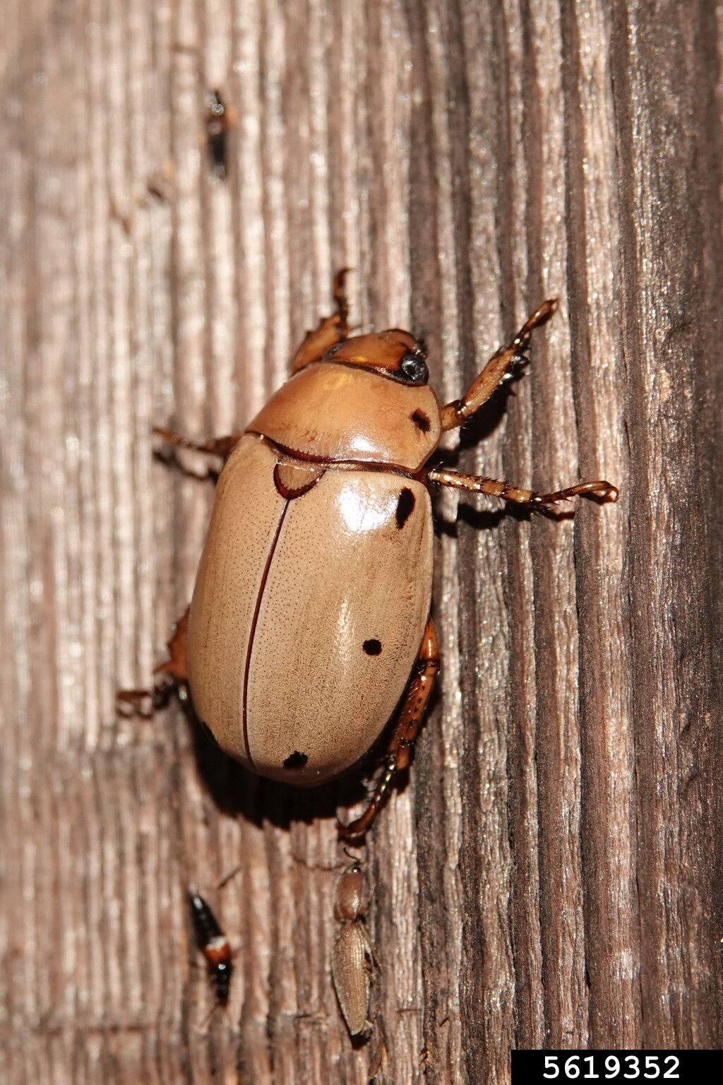 grapevine beetle, Pelidnota punctata (Coleoptera Scarabaeidae) 5619352