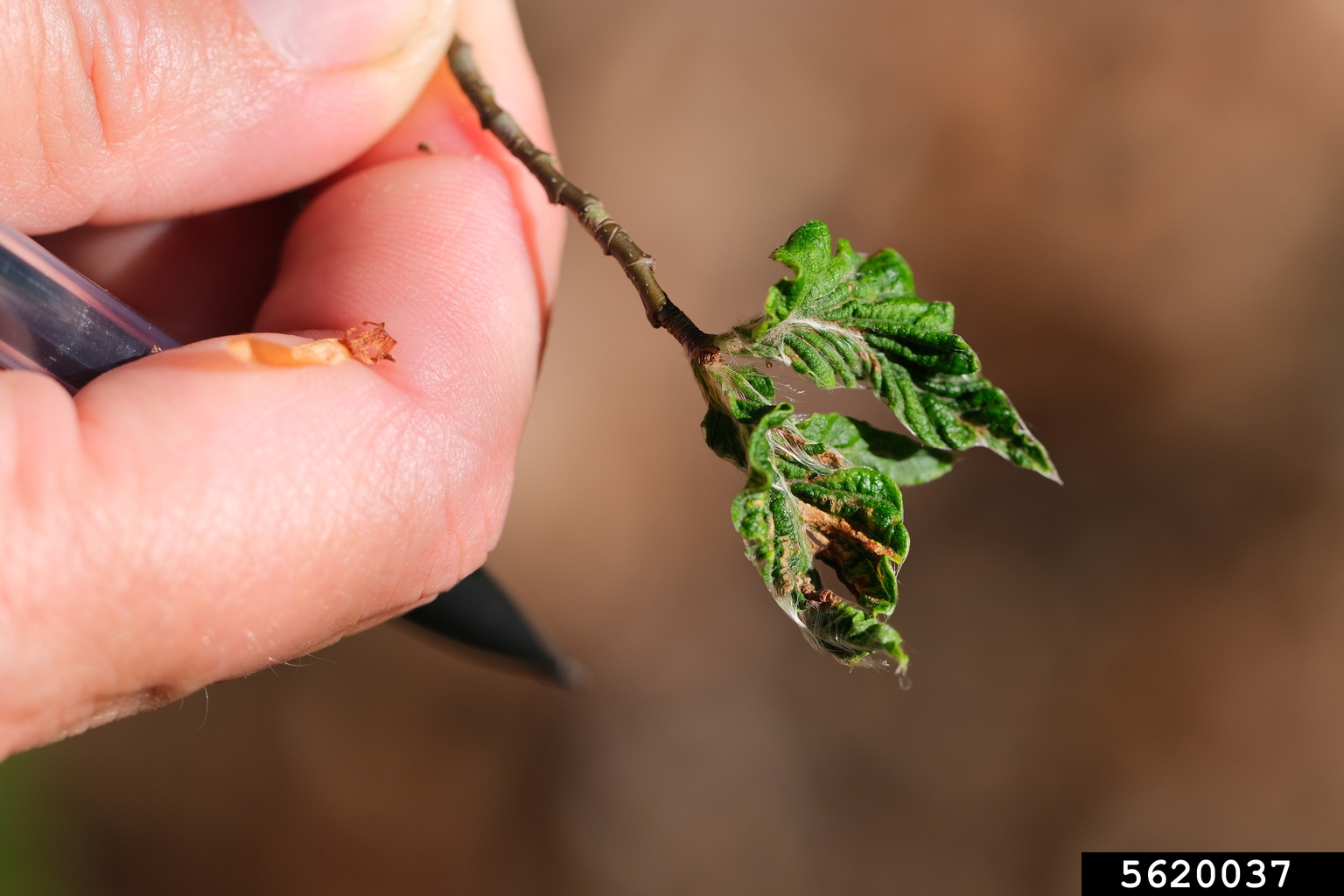 beech-leaf-disease-litylenchus-crenatae-mccannii-carta-2020