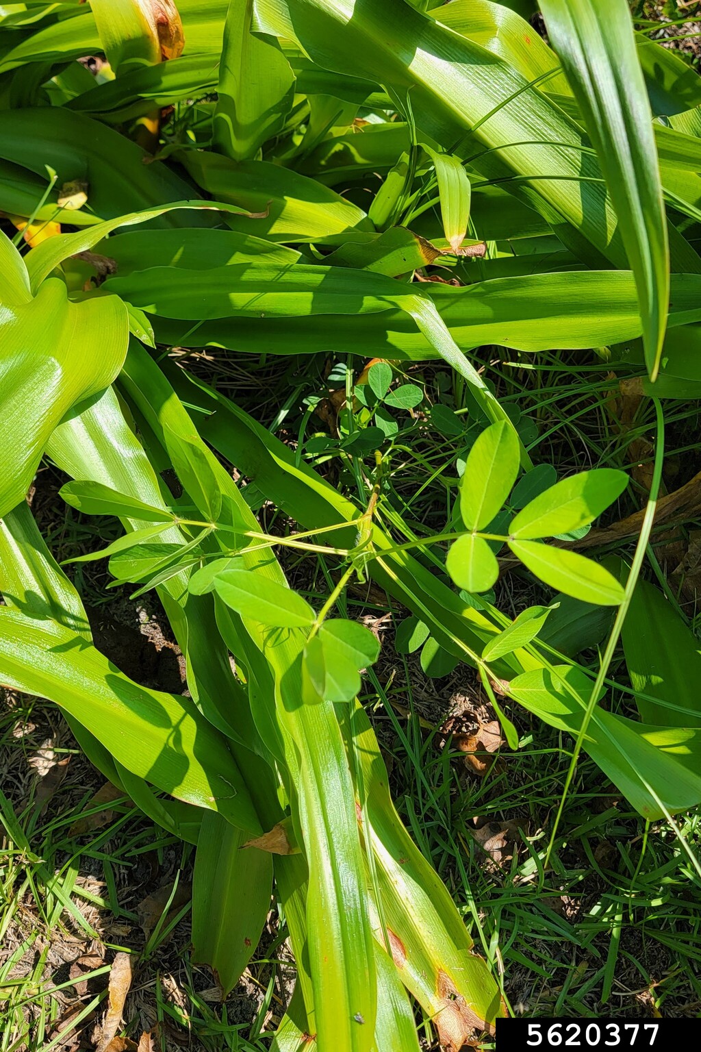 peanut (Arachis hypogaea)