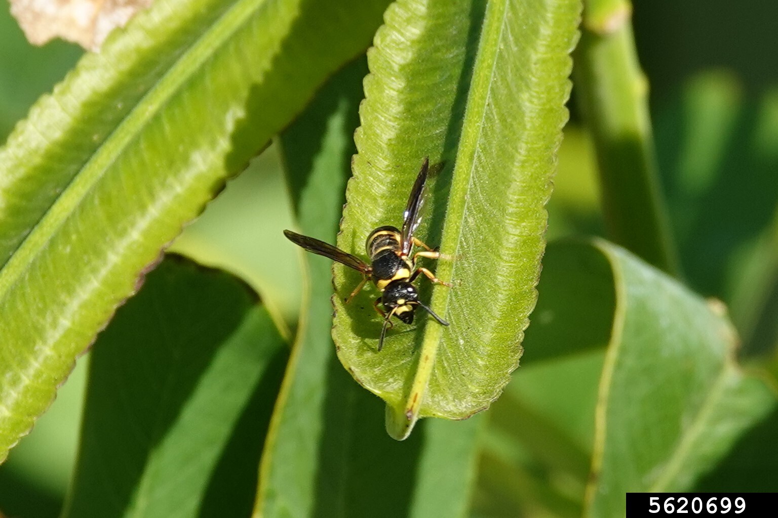 mason wasps (Genus Euodynerus)