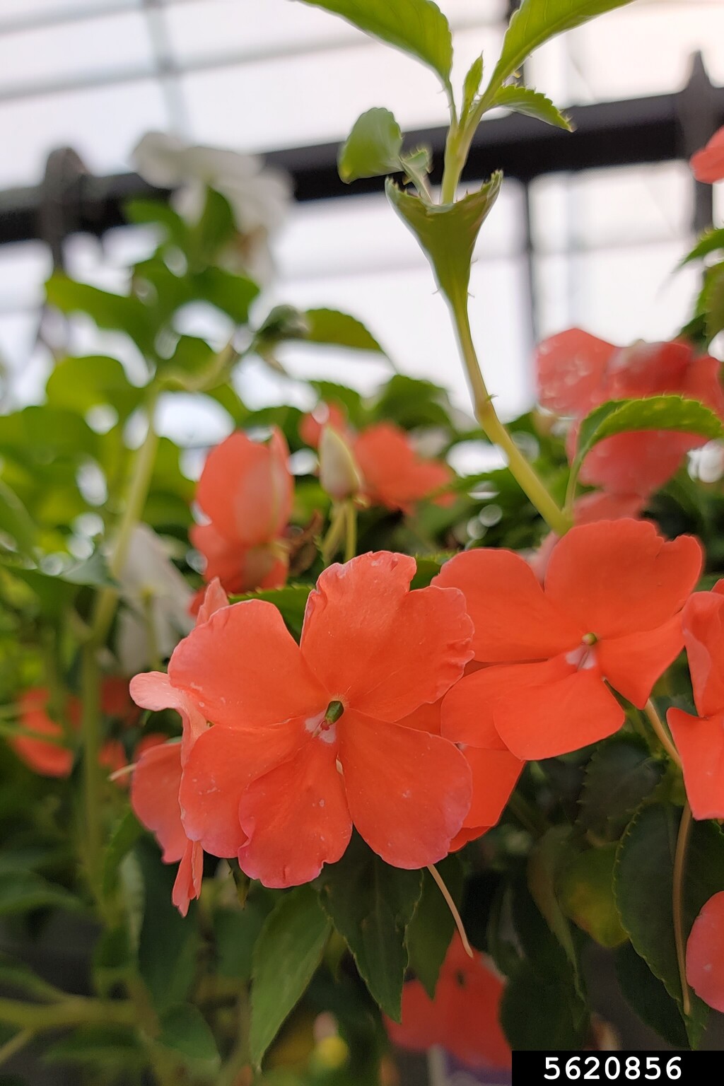Double Impatiens (Impatiens walleriana)