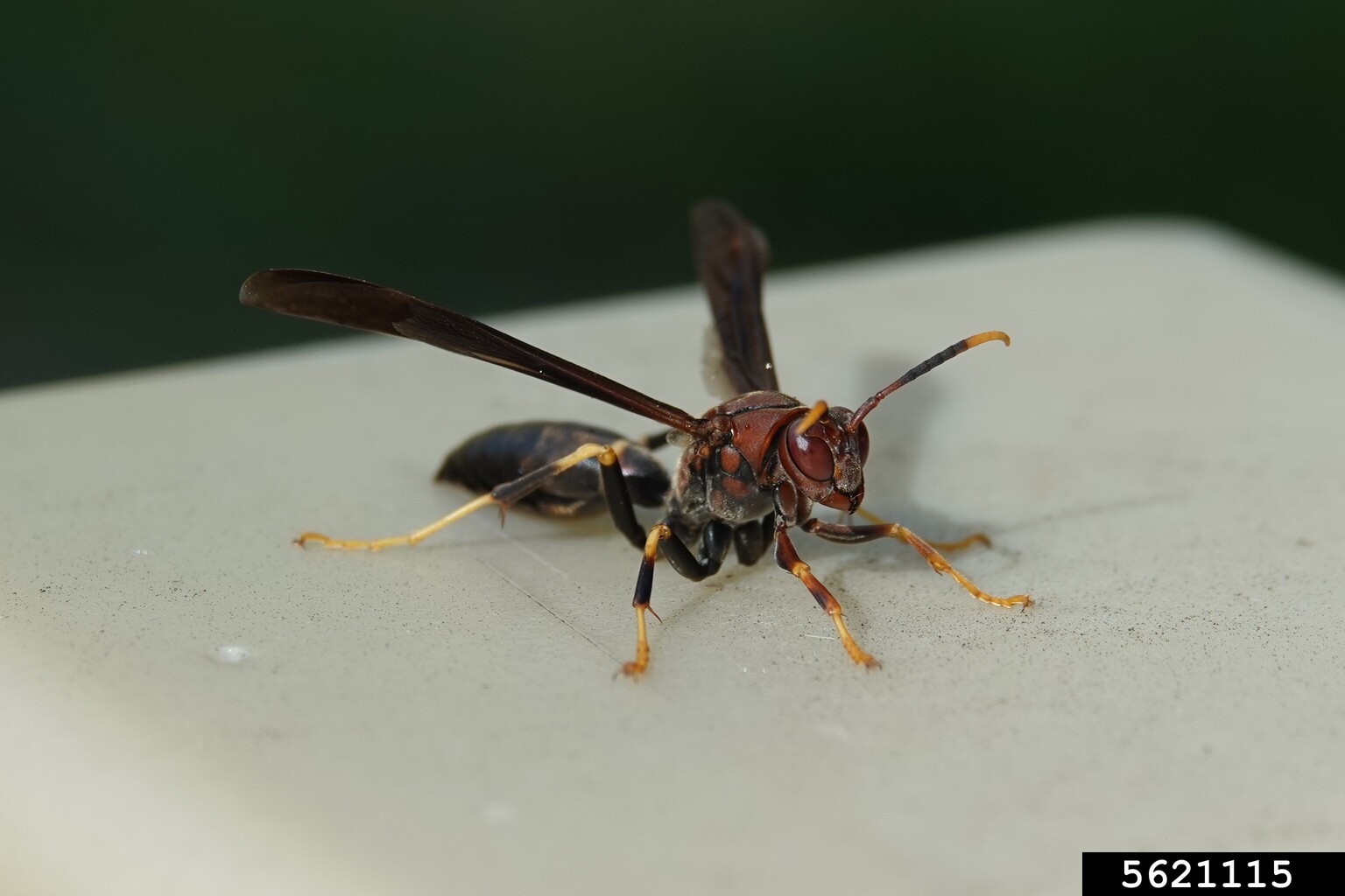 red wasp (Polistes annularis (Linnaeus))