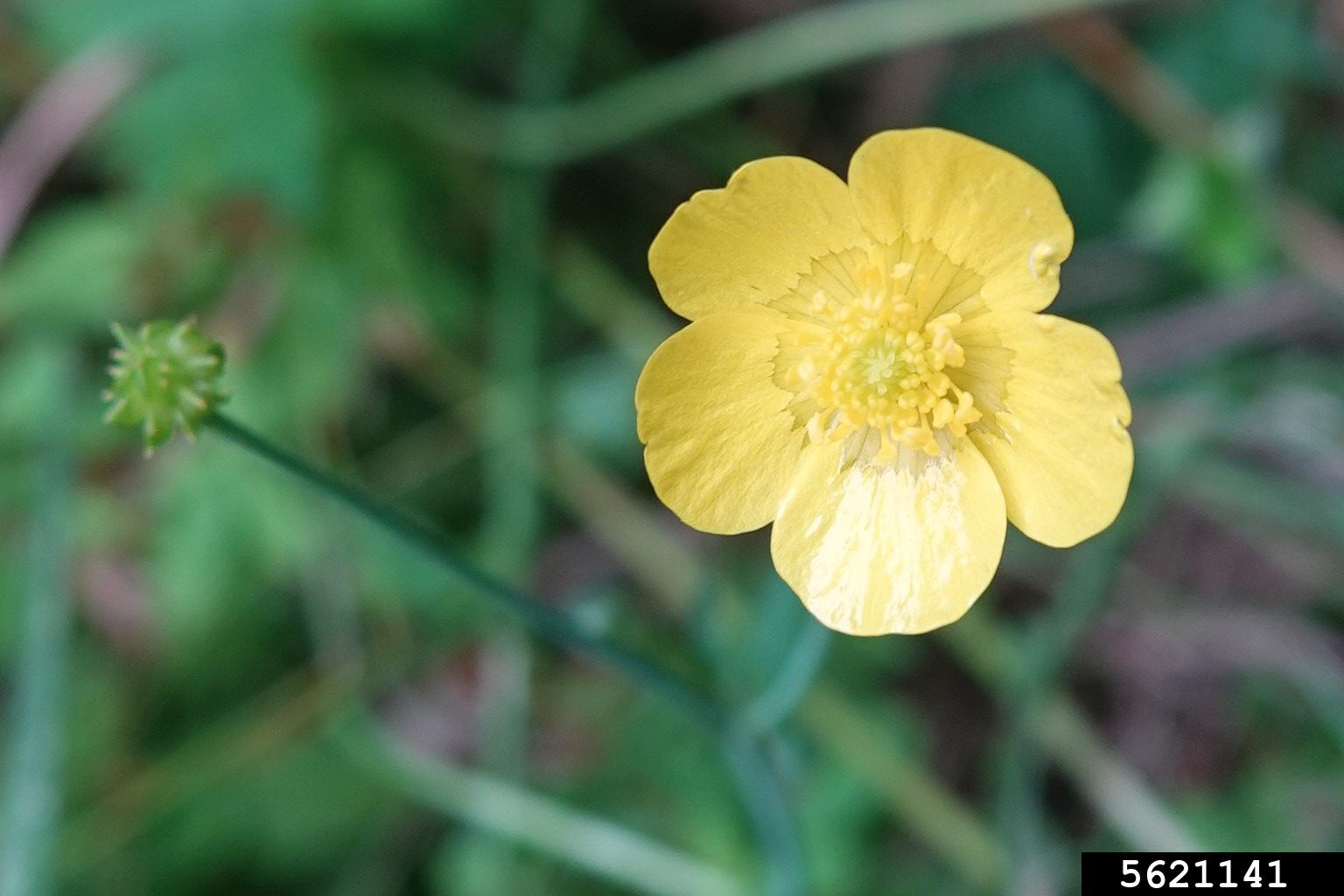 tall buttercup (Ranunculus acris)