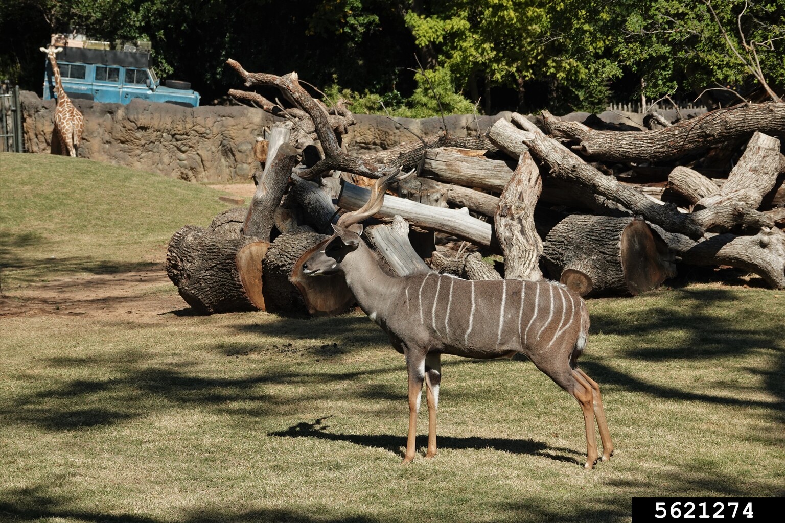 Lesser Kudu
