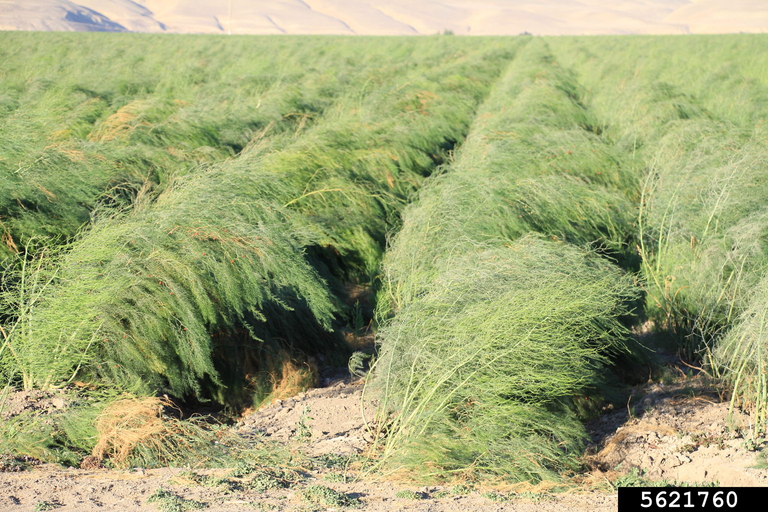 asparagus (Asparagus officinalis)