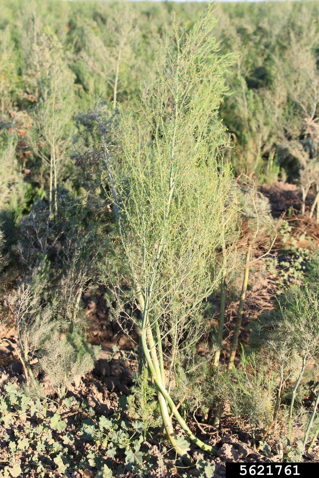 asparagus (Asparagus officinalis)