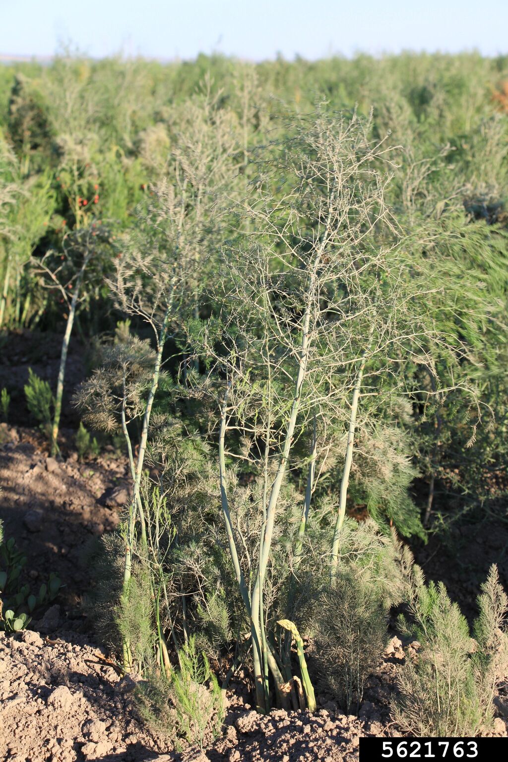 asparagus (Asparagus officinalis)
