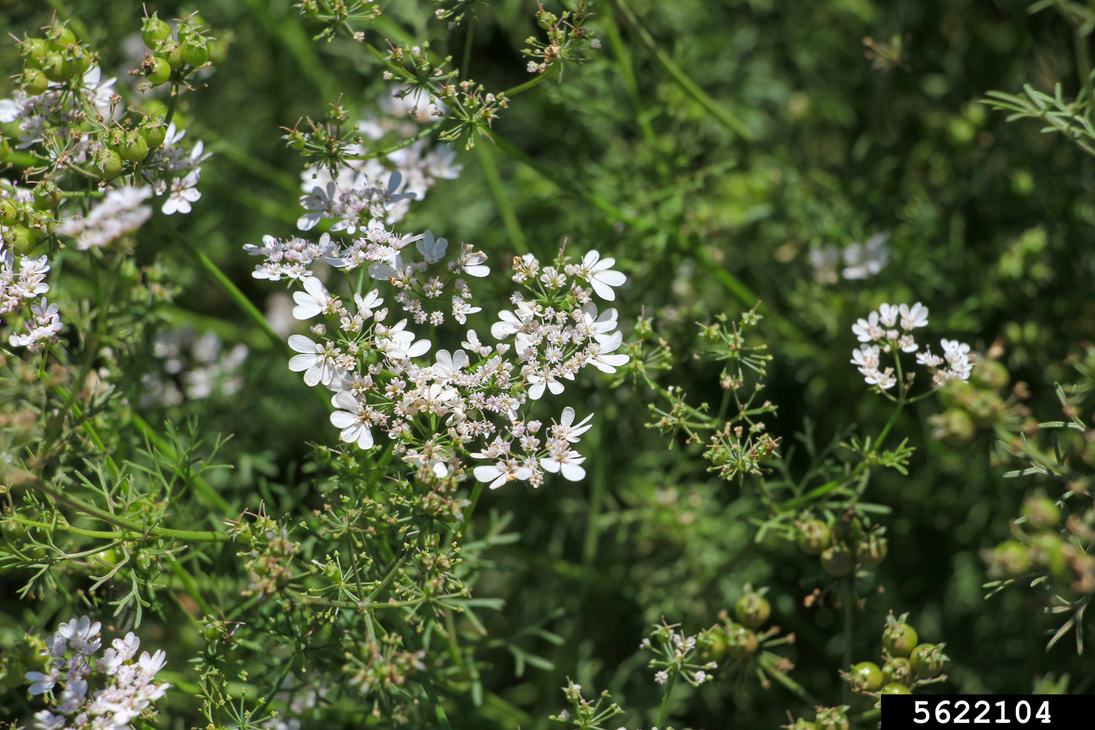 coriander (Coriandrum sativum)