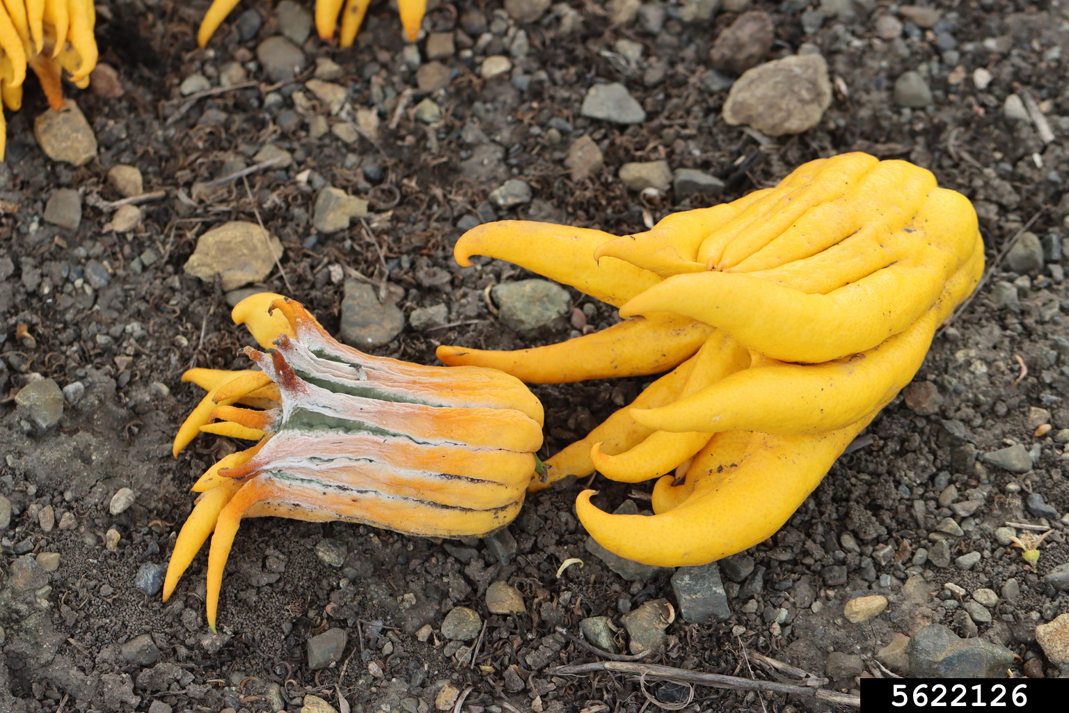 green mold (Penicillium digitatum)