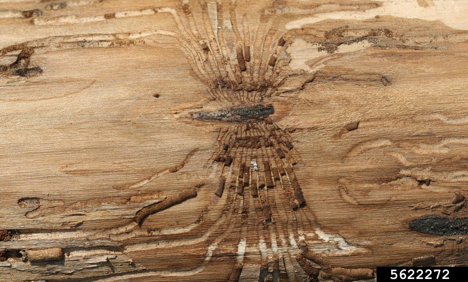 hickory bark beetle (Scolytus quadrispinosus)