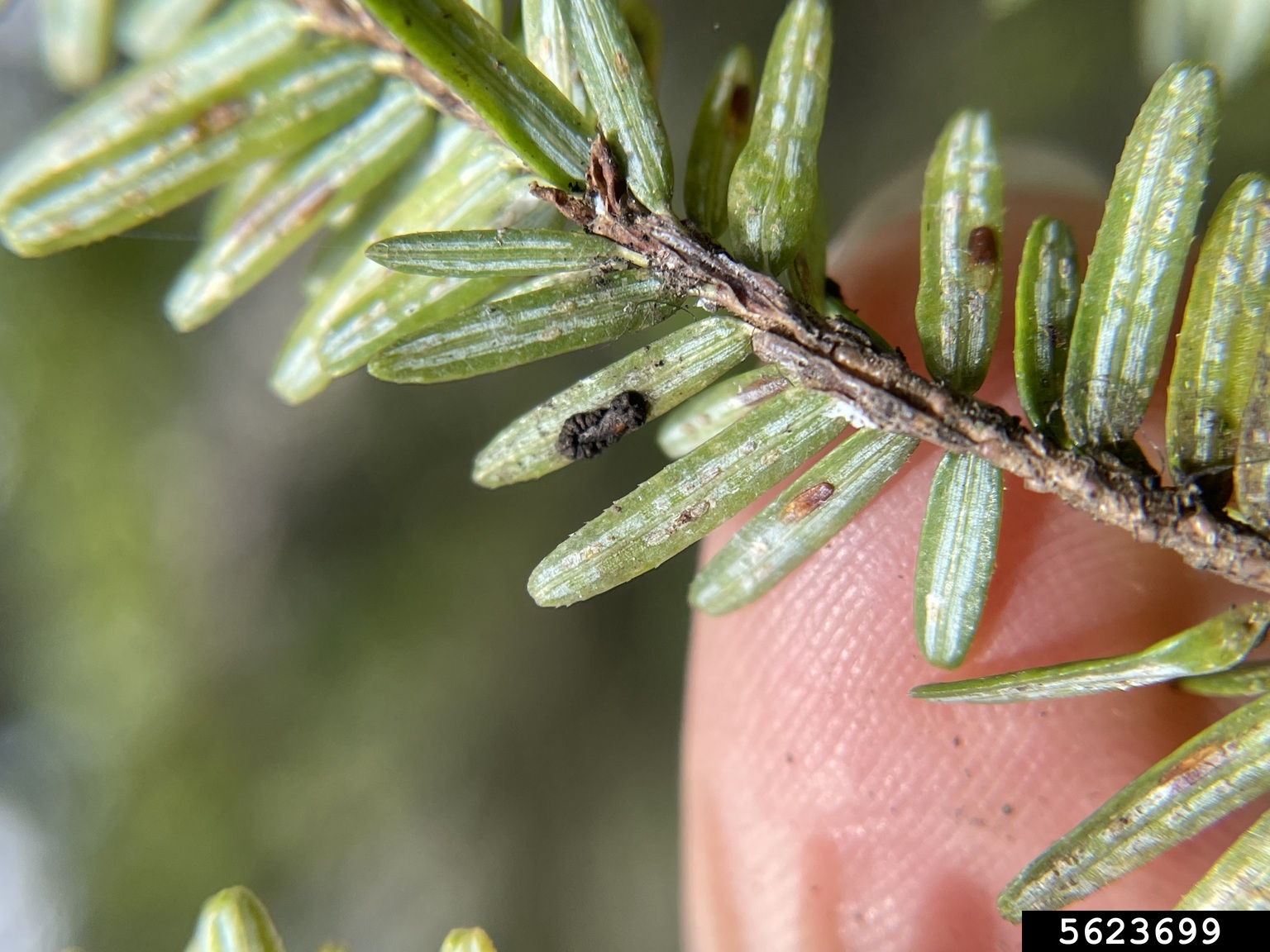elongate hemlock scale (Fiorinia externa Ferris)