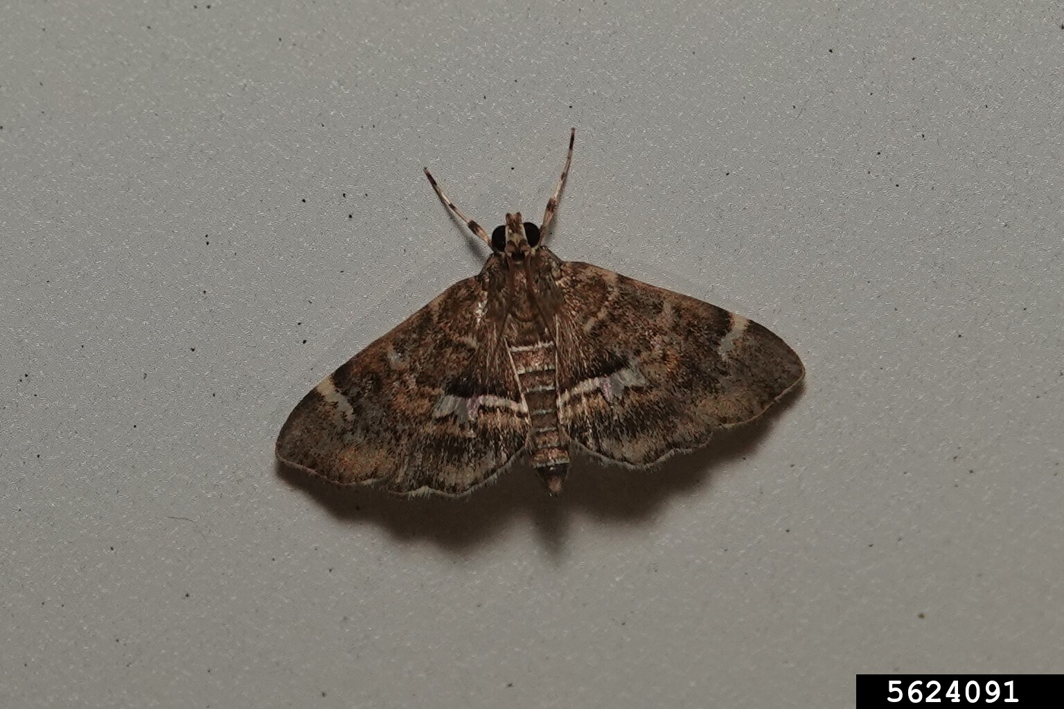 spotted beet webworm (Hymenia perspectalis)