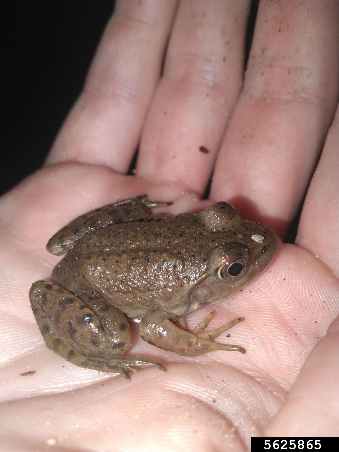 American bullfrog (Lithobates catesbeianus)