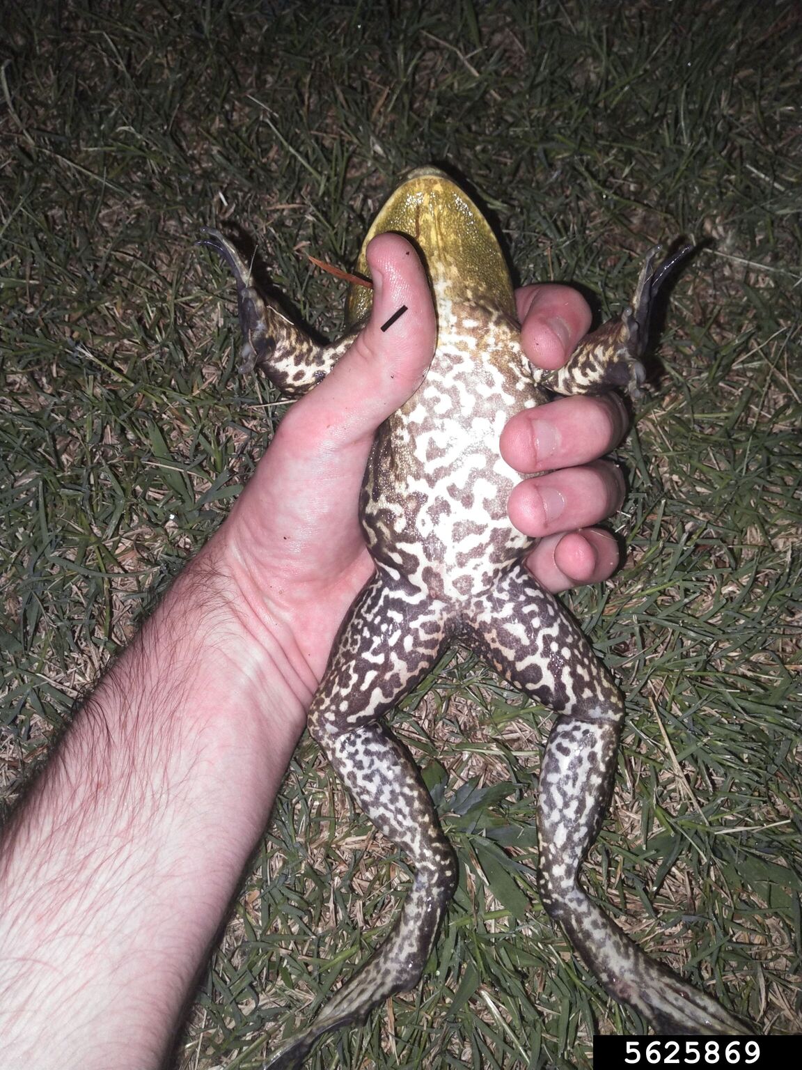 American bullfrog (Lithobates catesbeianus)
