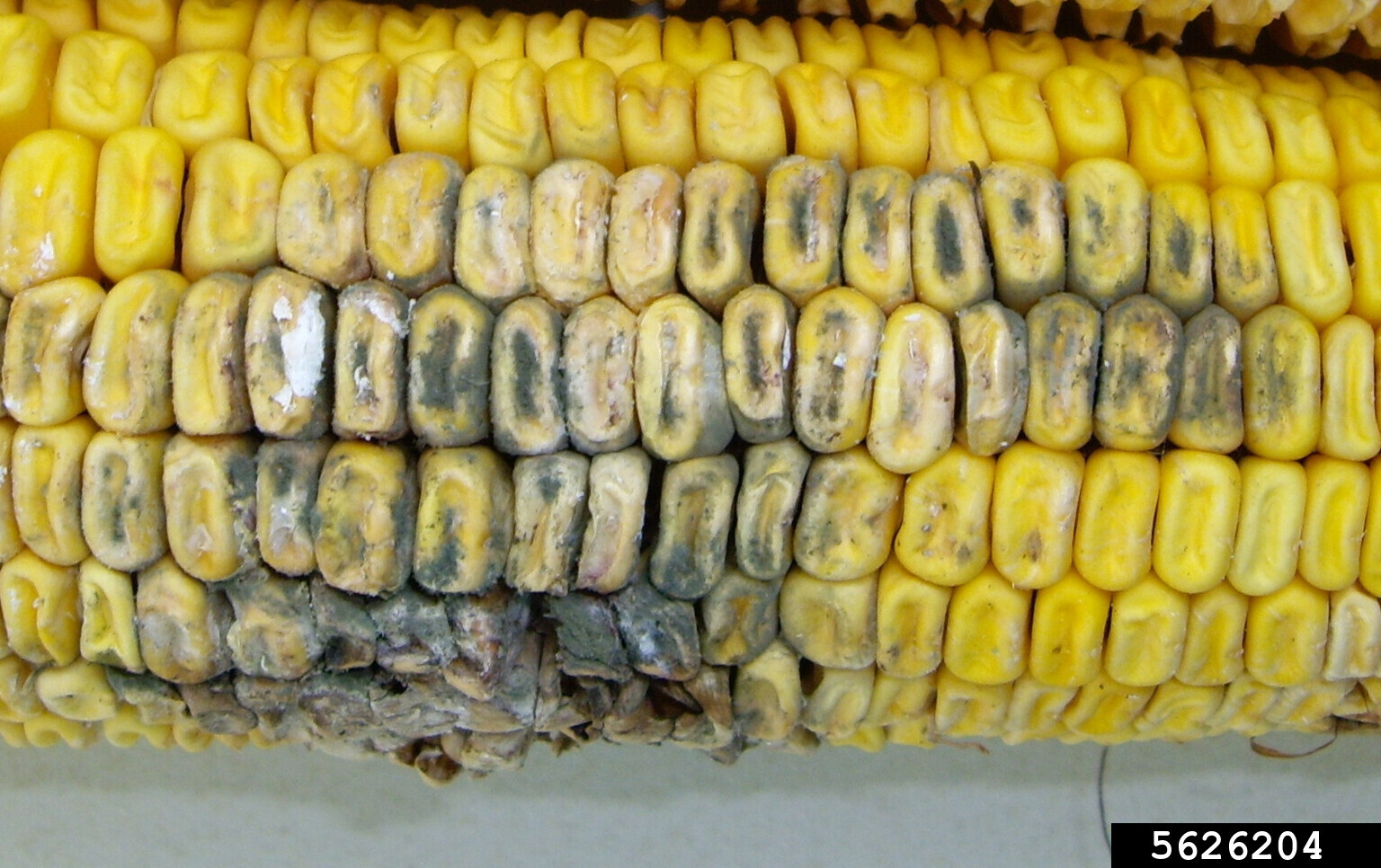 Cattle Ear Rot Penicillium ear rot