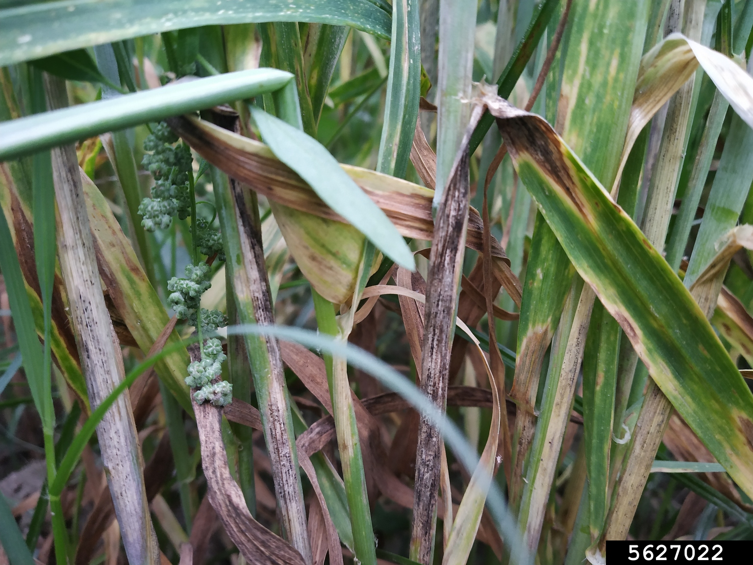 Alternaria blight (Alternaria triticina Prasada & Prabhu)