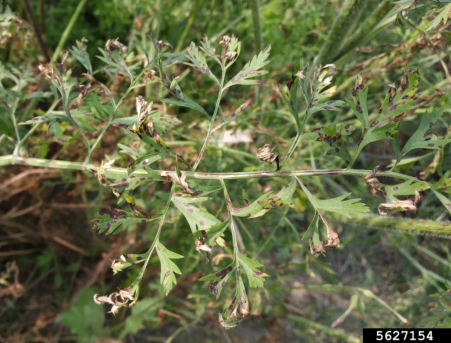 carrot leaf blight (Cercospora carotae)