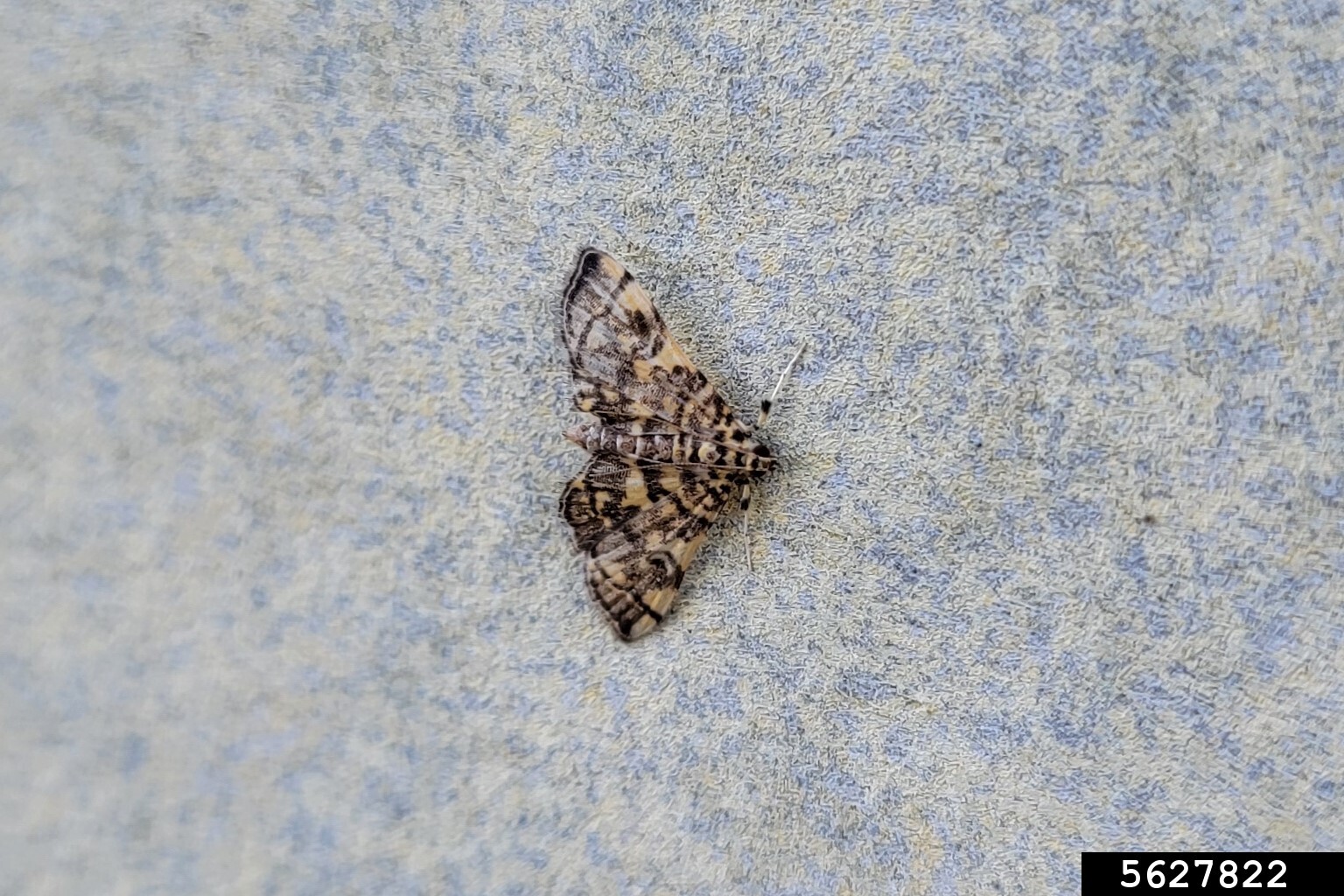 checkered apogeshna (Apogeshna stenialis Guenée, 1854)