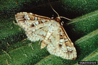 Adult