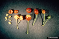 hypanthia or hips