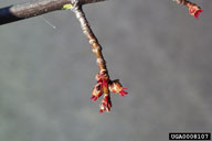 silver maple (<em>Acer saccharinum</em>) flower(s)