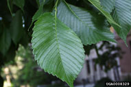 American elm (<em>Ulmus americana</em>) foliage