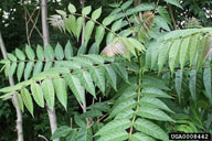 tree-of-heaven