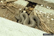 Gerald J. Lenhard, Louisiana State University,  Bugwood.org water moccasin (<em>Agkistrodon piscivorus</em>) adult(s)