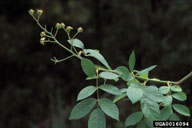 Immature fruit (hips) present in June