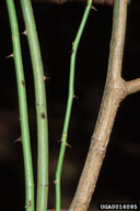 Twigs and stems (young to old) with recurved thorns in October