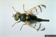 knapweed gall fly (<em>Urophora affinis</em>) adult(s)