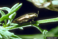 bronze knapweed root borer (<em>Sphenoptera jugoslavica</em>) adult(s) on diffuse knapweed (<em>Centaurea diffusa</em>)