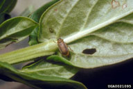 on leaf
