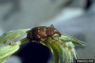 root-boring weevil (<em>Hylobius transversovittatus</em>) adult(s) on purple loosestrife (<em>Lythrum salicaria</em>)